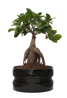 bonsai 0002